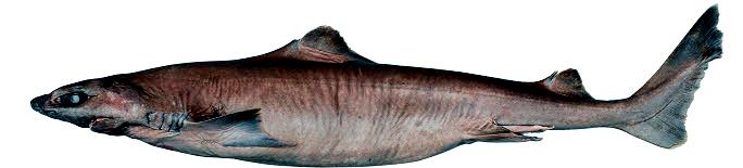 Centrophorus granulosus_002.jpg